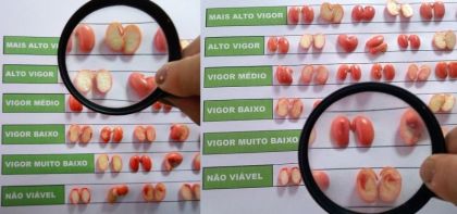 ADV Consultoria Agronmica - Identificao dos Nveis de Viabilidade/Classes de Vigor de Sementes de Soja pelo Teste de Tetrazlio, evidenciando sementes com e sem vigor (Frana Neto; Krzyzanowski; Costa,1998)